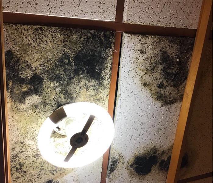 Rain water and mold damage in ceiling tiles